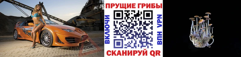 Галлюциногенные грибы Cubensis  закладка  Усть-Кут 